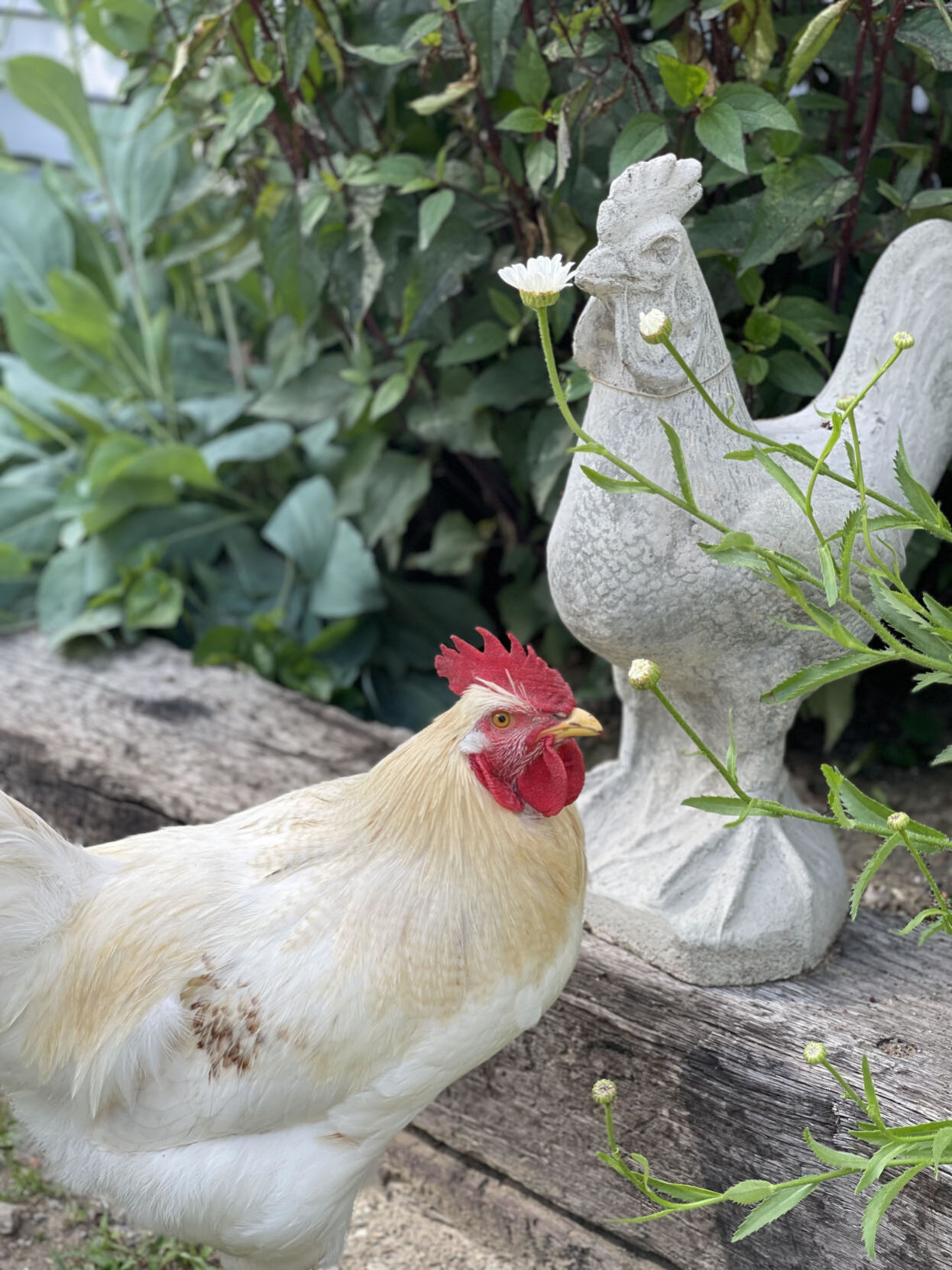Pretty chickens